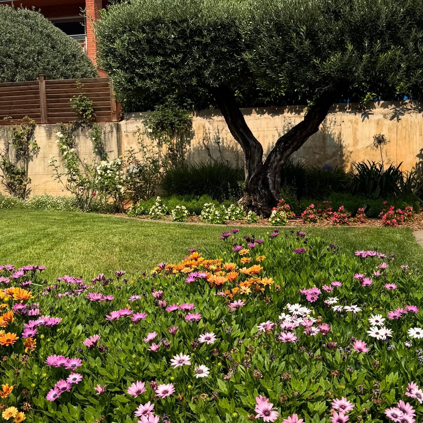 Parterre florit, gespa i olivera en un jardí familiar