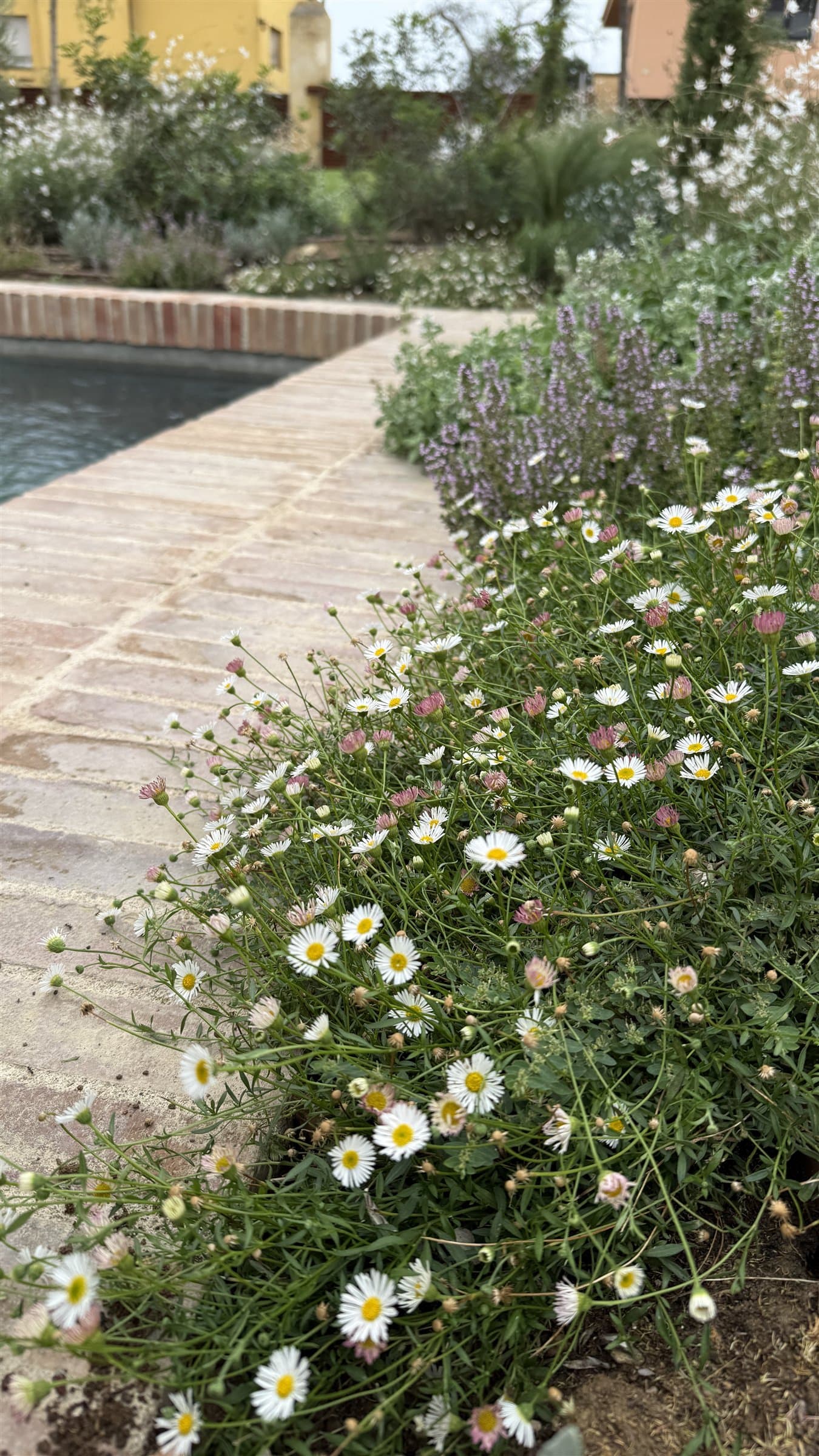 Marge de flors blanques i liles al costat d'una piscina