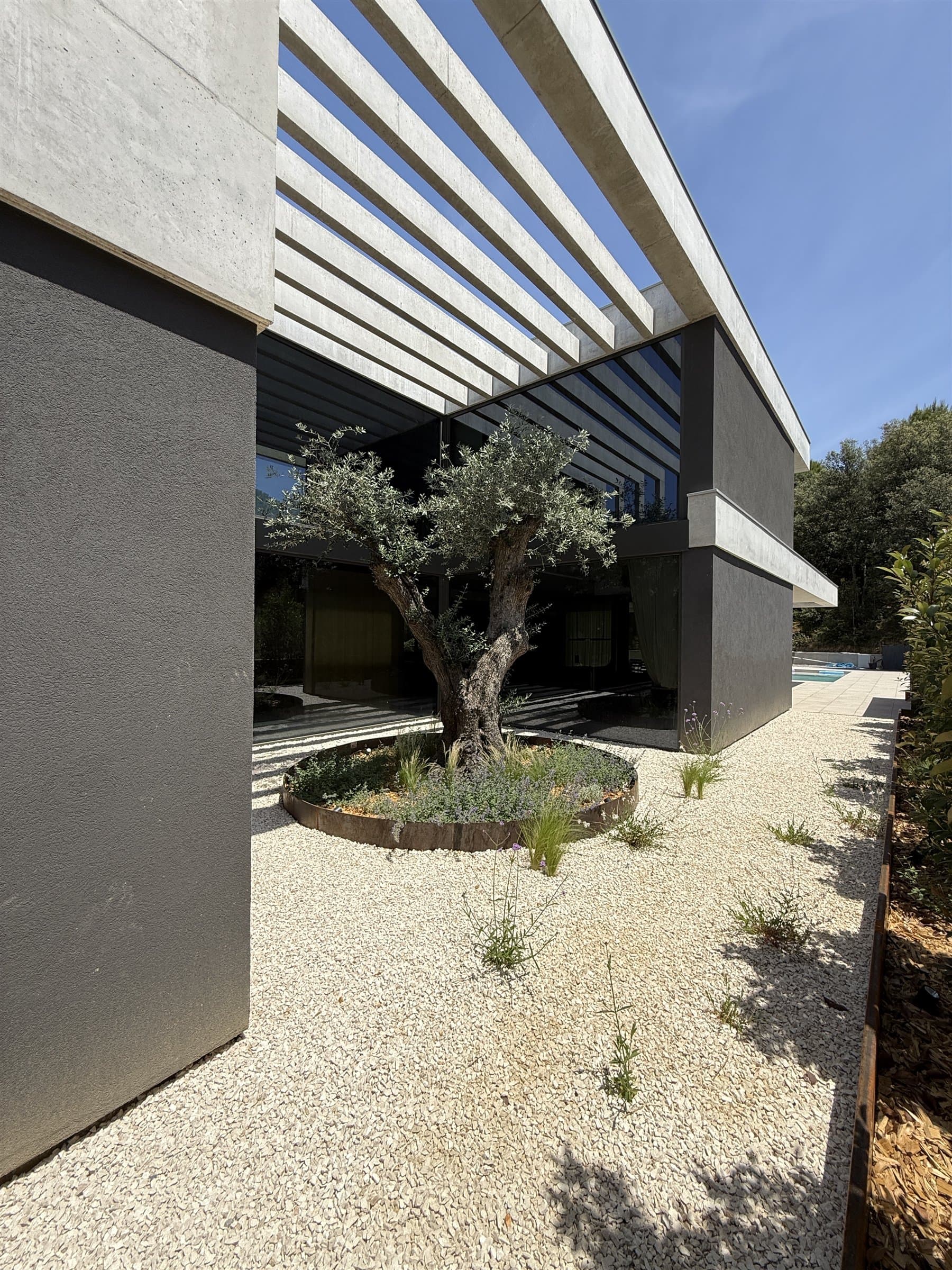 Olivera madura integrada en un pati de grava d'arquitectura contemporània